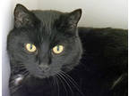 Adopt Frida (in Foster) a All Black Domestic Shorthair / Domestic Shorthair /