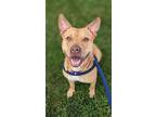 Adopt Cally 64 a Tan/Yellow/Fawn American Pit Bull Terrier / Mixed dog in