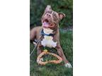 Adopt Moose IV 21 a Brown/Chocolate American Pit Bull Terrier / Mixed dog in