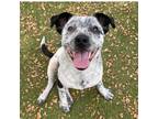 Adopt Robert a Black Australian Cattle Dog / Mixed dog in Carrollton