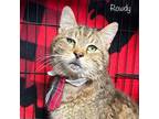 Adopt Rowdy a Domestic Short Hair