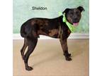 Adopt Sheldon a Catahoula Leopard Dog, Pit Bull Terrier