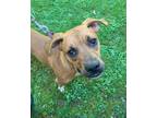 Adopt TOBY a Black Mouth Cur