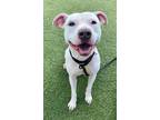 Adopt Feather II 52 a White American Pit Bull Terrier / Mixed dog in Cleveland