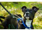 Adopt Olive a Pit Bull Terrier