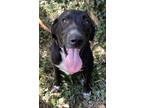 Adopt Seger- FOSTER NEEDED a Black - with White Labrador Retriever / Cattle Dog