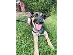 Adopt Miss Pupper a Black - with Tan, Yellow or Fawn German Shepherd Dog / Mixed