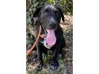 Adopt Sasson - FOSTER NEEDED a Black - with White Australian Cattle Dog /