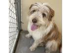 Adopt Cedar a Australian Shepherd