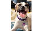 Adopt Maverick a White - with Brown or Chocolate Mixed Breed (Large) / Mixed dog