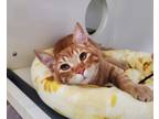 Adopt Aragorn a Domestic Shorthair / Mixed cat in Oceanside, CA (38843876)
