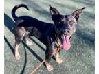 Adopt DEVON a Black - with Tan, Yellow or Fawn German Shepherd Dog / Pharaoh