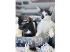 Adopt Litter of kittens a Black & White or Tuxedo Domestic Shorthair / Mixed