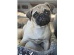 Adopt Sage a Tan/Yellow/Fawn - with Black Pug / Mixed dog in Scottsdale