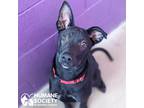 Adopt ARSENIO a Black Labrador Retriever / Mixed dog in Tucson, AZ (38848134)