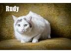 Adopt Rudy a White Domestic Shorthair / Domestic Shorthair / Mixed cat in North