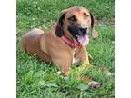Adopt Bruenen a Redbone Coonhound / Mixed dog in Jefferson City, TN (38835462)