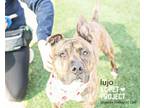 Adopt Lujo a Pit Bull Terrier, Mixed Breed