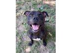 Adopt Harvey a Brown/Chocolate American Pit Bull Terrier / Mixed dog in