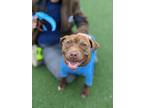 Adopt Milhouse 22 a Brown/Chocolate American Pit Bull Terrier / Mixed dog in