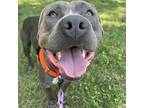 Adopt Ricky a Gray/Silver/Salt & Pepper - with White Pit Bull Terrier / Mixed