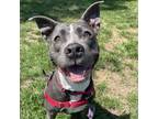 Adopt Lucy a Gray/Silver/Salt & Pepper - with White Pit Bull Terrier / Mixed dog