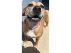 Adopt Aj a Tan/Yellow/Fawn Mixed Breed (Large) / Mixed dog in New Smyrna Beach