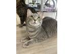 Adopt Clementine a Domestic Shorthair / Mixed (short coat) cat in Margate