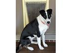 Adopt Molly a Black - with White Collie / Mixed dog in McKinney, TX (38667186)