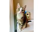 Adopt Sam a Domestic Shorthair / Mixed (short coat) cat in Alpharetta