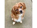 Adopt Spain a Cocker Spaniel, Cavalier King Charles Spaniel