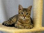 Adopt Twix a Domestic Mediumhair / Mixed cat in Hartford, CT (38681647)