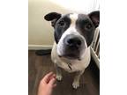 Adopt Taquito a White - with Black Staffordshire Bull Terrier / Dalmatian /