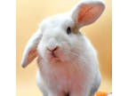 Adopt Stevie a White American / American Fuzzy Lop / Mixed rabbit in Largo