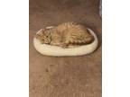 Adopt Pumpkin a Tan or Fawn Tabby Domestic Shorthair / Mixed (short coat) cat in