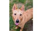 Adopt Serenity a Red/Golden/Orange/Chestnut Carolina Dog / Mixed dog in Dana