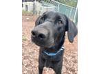 Adopt Bella a Labrador Retriever / Mixed dog in Ashland, WI (38739061)