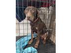 Adopt Rocko a Brown/Chocolate Mutt / Mixed dog in San Tan Valley, AZ (38885663)