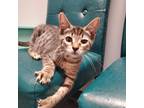 Adopt Skywalker a Gray or Blue Domestic Shorthair / Mixed cat in Texas City