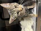 Adopt Twix a Orange or Red Domestic Shorthair (short coat) cat in Boerne
