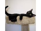Adopt Perry (Peridot) a All Black Domestic Shorthair (short coat) cat in Palo