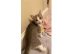 Adopt Lighting a Gray or Blue (Mostly) Domestic Shorthair / Mixed (short coat)