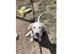 Adopt Robin - Winnie the Pooh Litter a Mixed Breed