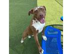 Adopt Atropos a Pit Bull Terrier