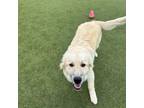 Adopt Zepher a Great Pyrenees
