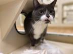 Adopt Mittens~23/24-0094 a Gray or Blue Domestic Shorthair / Domestic Shorthair