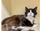 Adopt Demarcus~23/24-0093d a All Black Domestic Longhair / Domestic Shorthair /