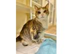 Adopt Fiona~09-0315C a Brown or Chocolate Domestic Shorthair / Domestic