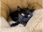 Adopt Kiwi~23/24-0102 a All Black Domestic Mediumhair / Domestic Shorthair /