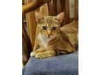 Adopt Cleo a Brown Tabby Domestic Shorthair / Mixed (short coat) cat in Duluth